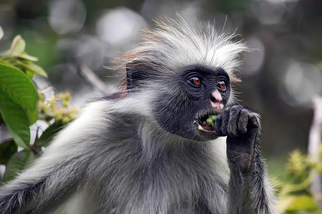 A-red-colobus-monkey-is-eating-a-fruit-on-top-of-a-branch-at-Udzungwa.jpg