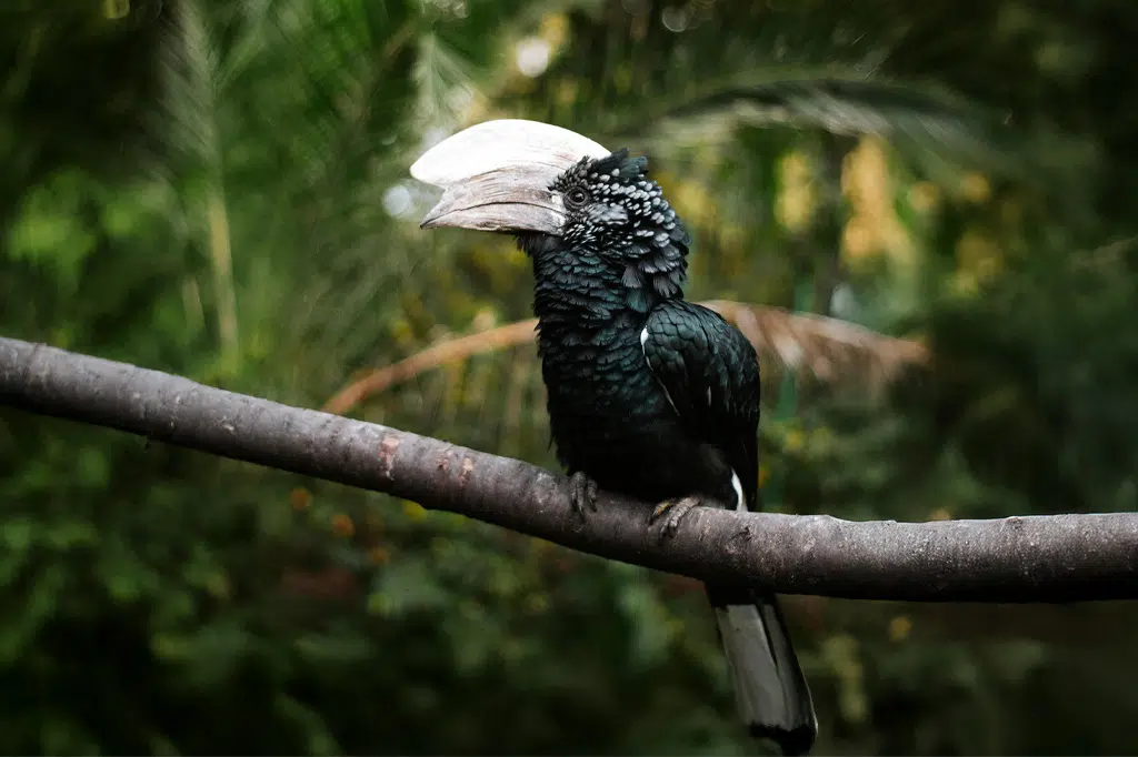 A-silvery-cheeked-hornbill-perching-on-a-tree-branch-at-Udzungwa-Mountains-National-Park.jpg