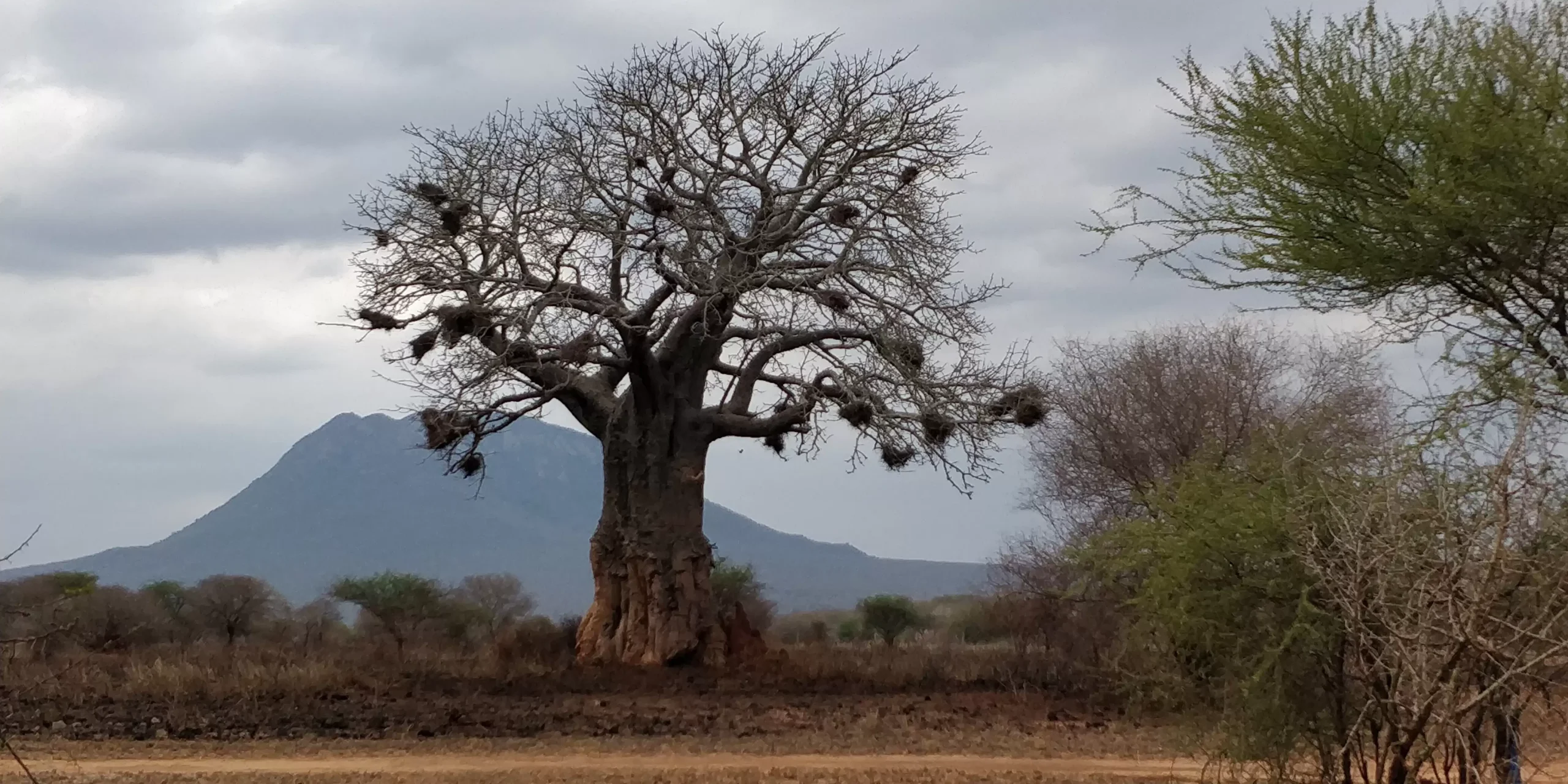 Baobab2