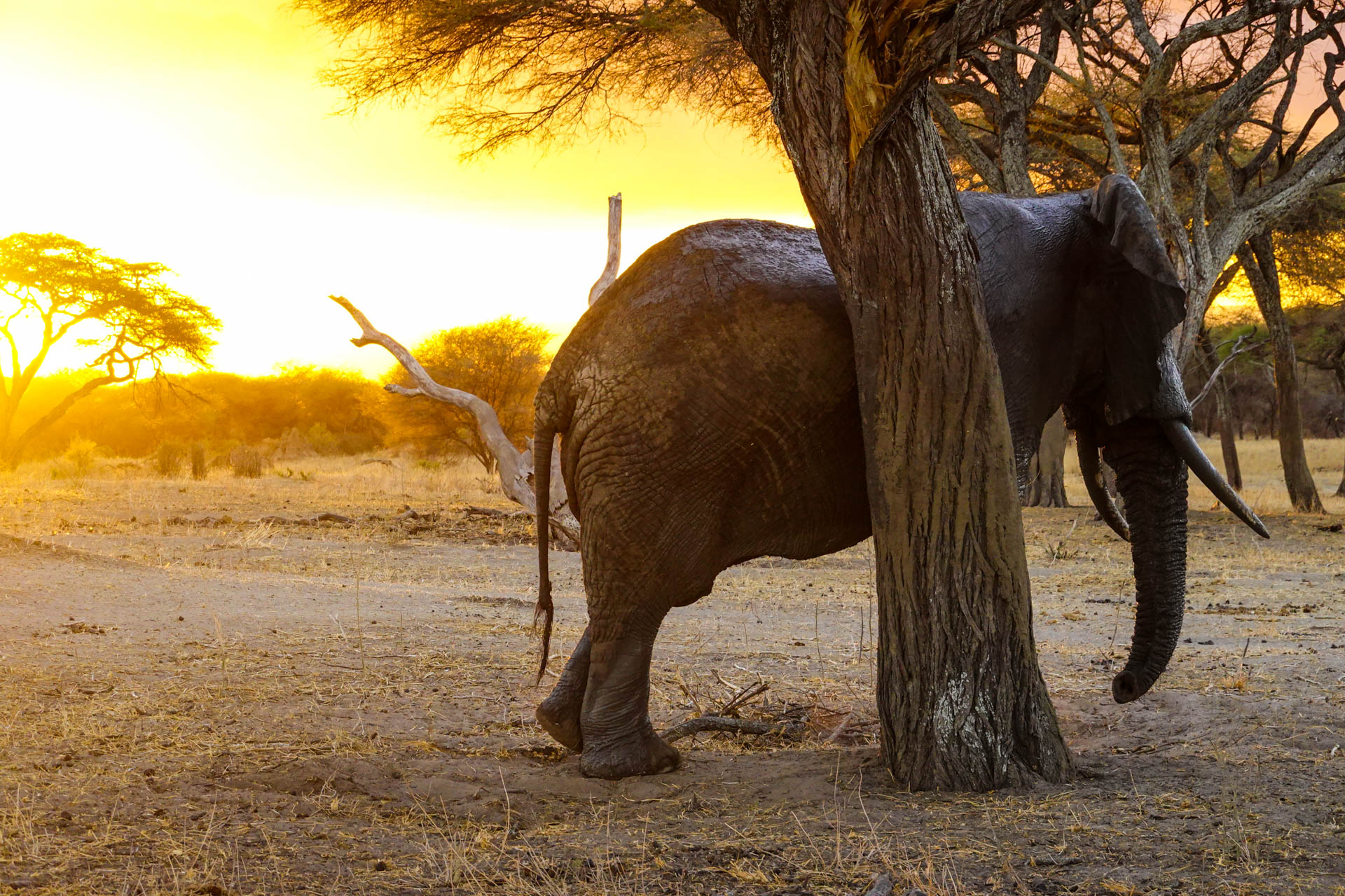 Tarangire National Park