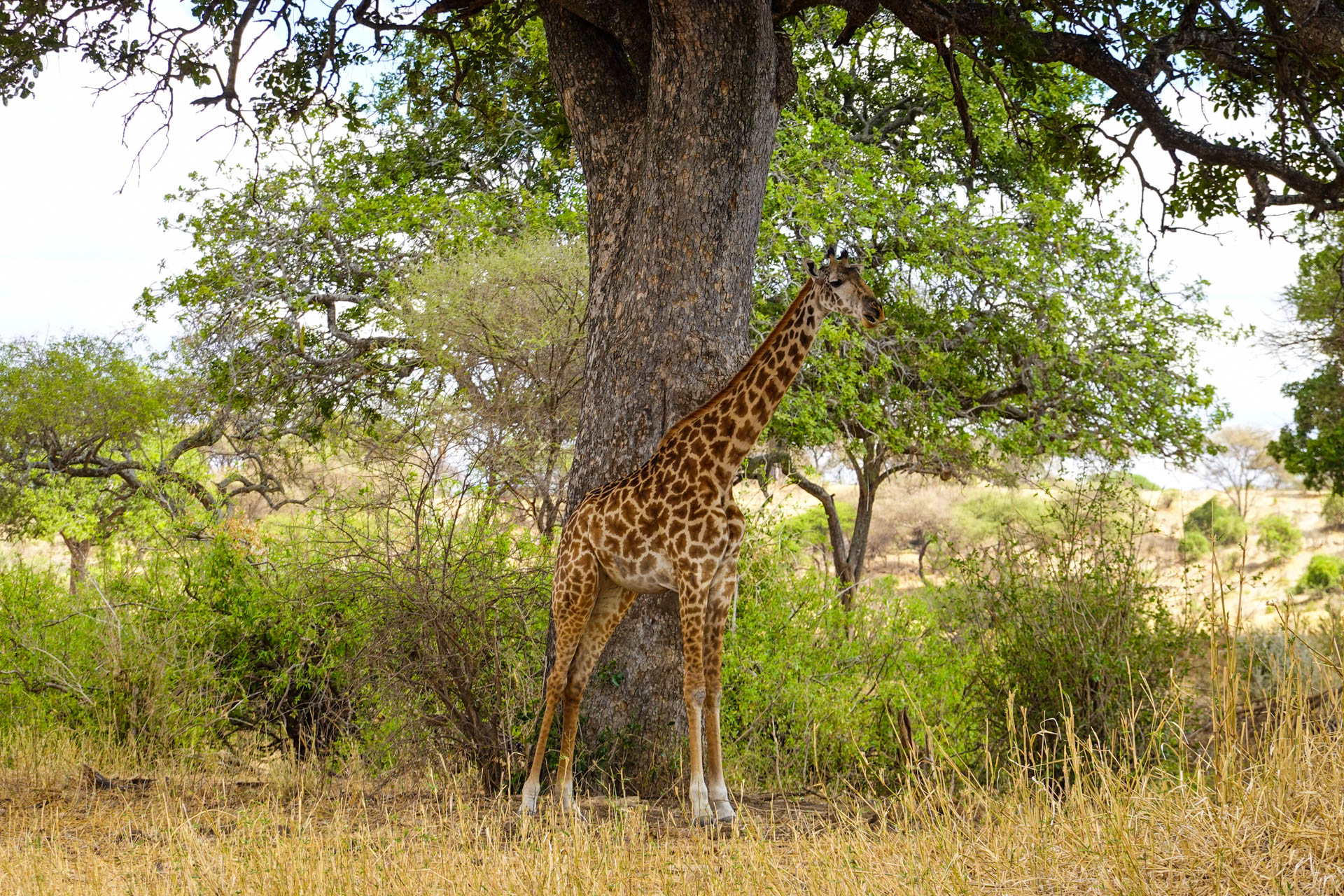 Best Safari Vacations With Soul Retreat Tours (91)