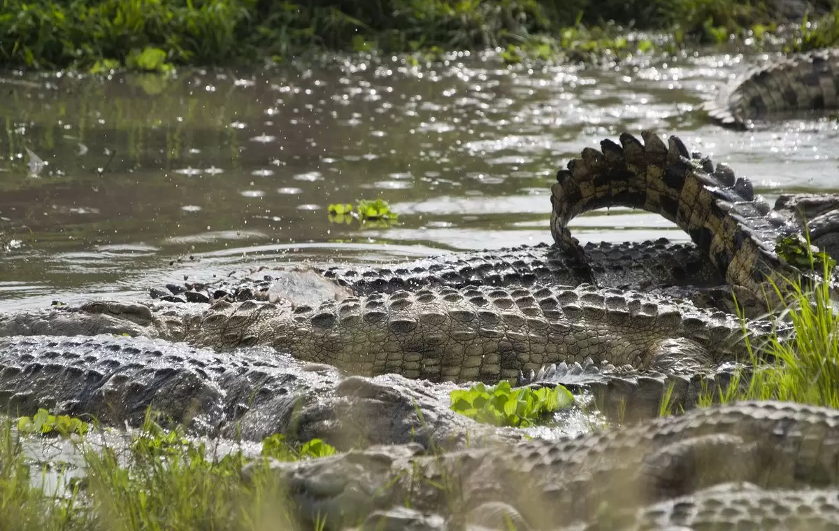 CrocodilesKatavi