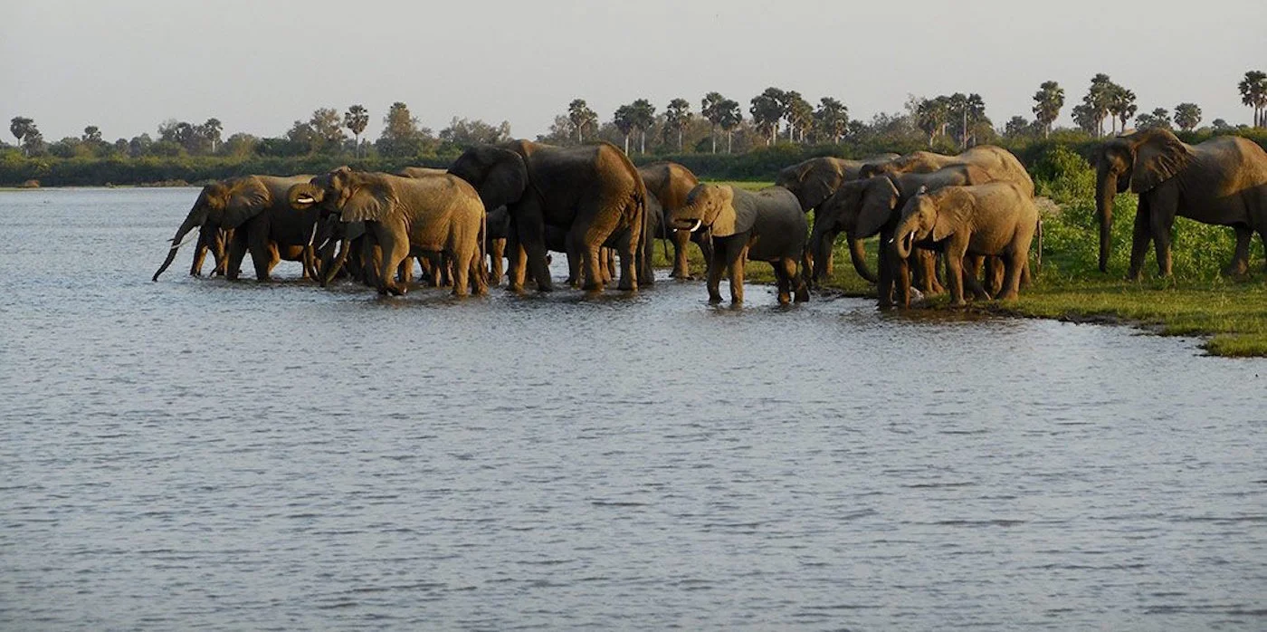 Game-drives-in-Nyerere-National-Park