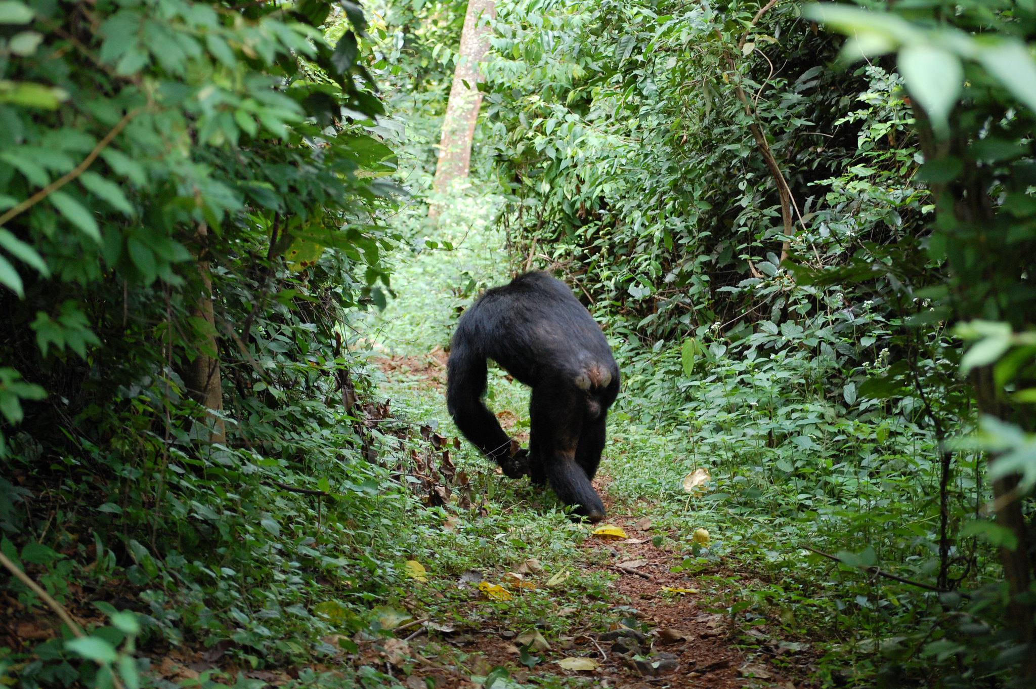 Gombe_Stream_National_Park_Chimp_15