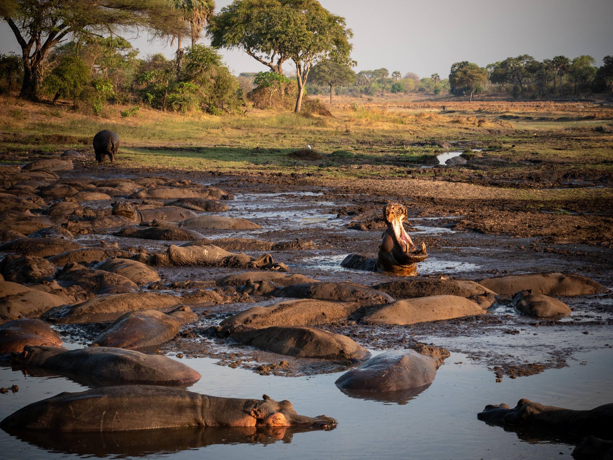 Katavi_National_Park_Hippos_19