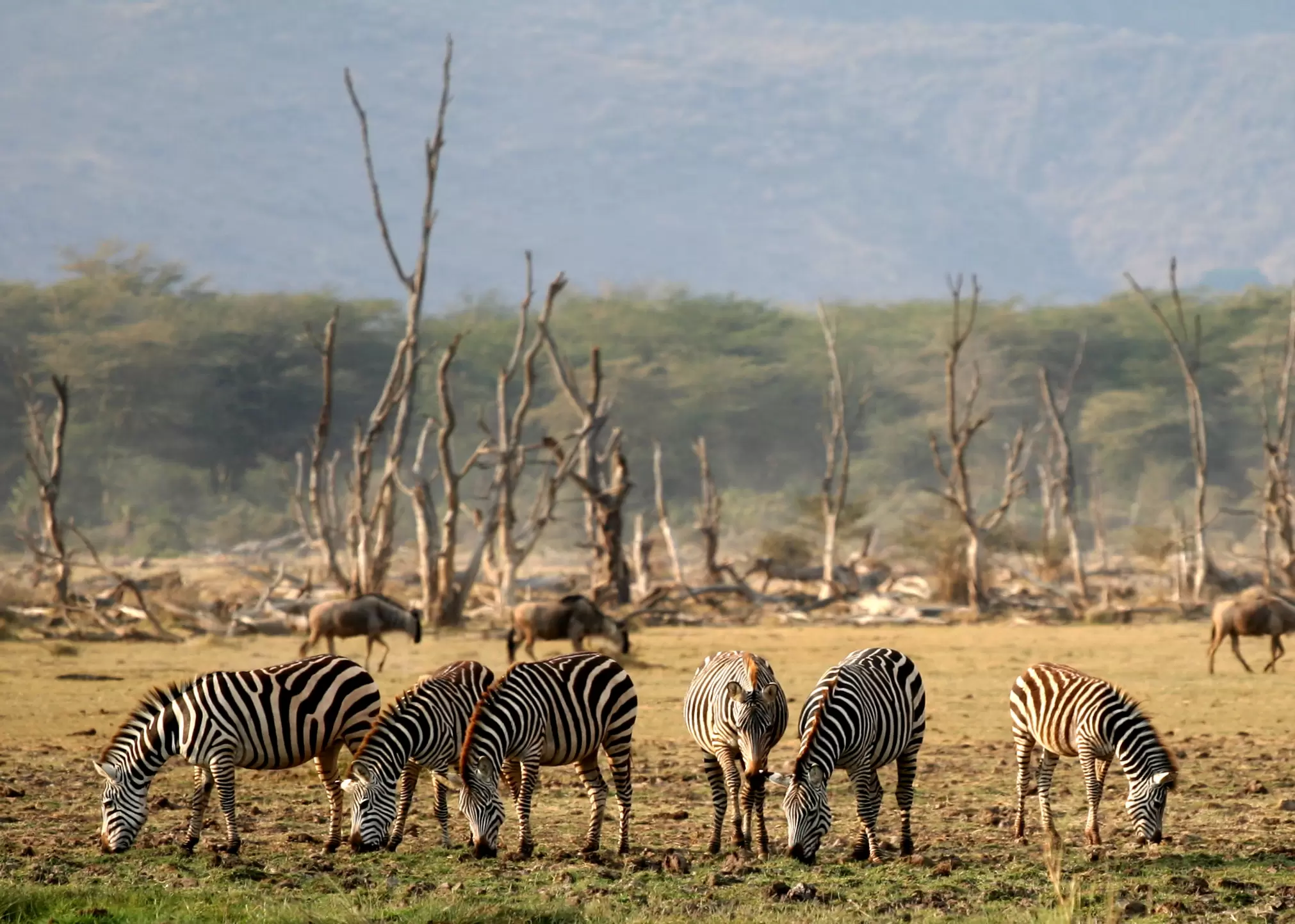 Lake-Manyara-NP-5