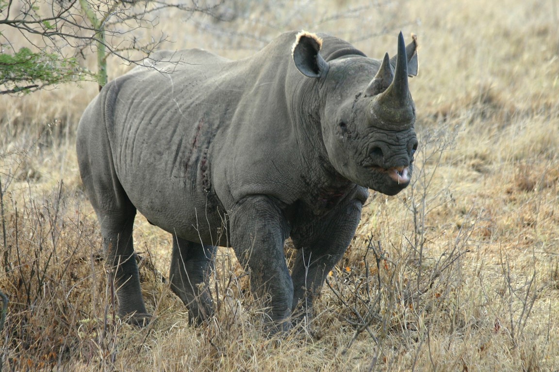 Rhino-Mkomazi