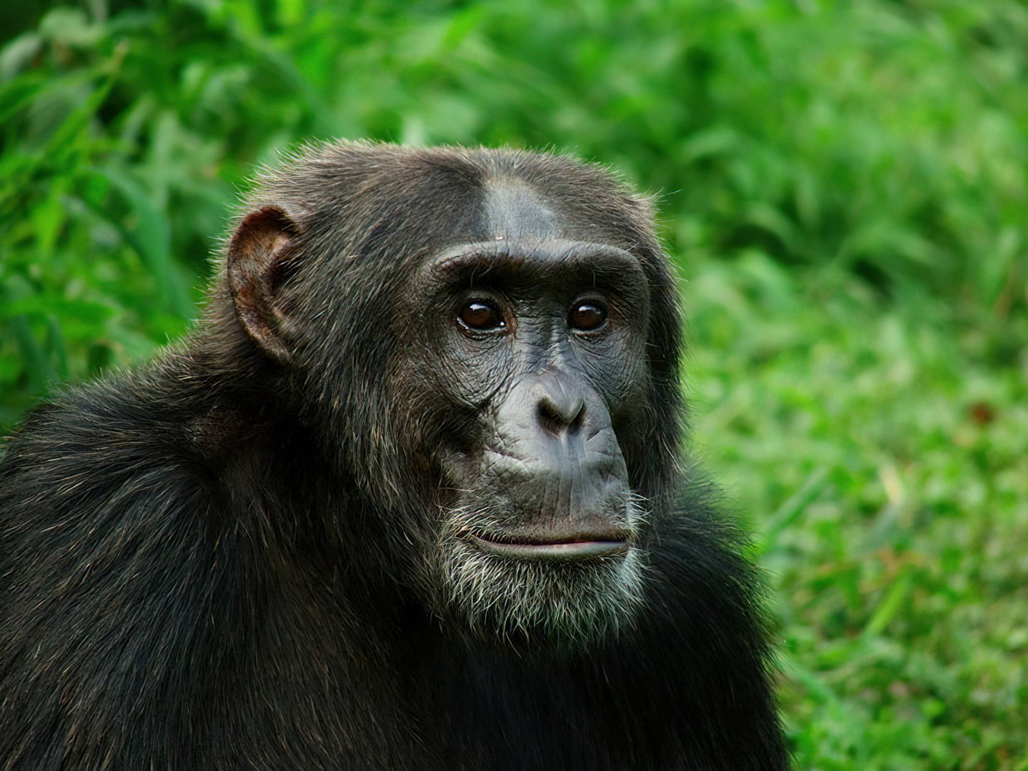 Rubondo_Island_National_Park_Chimp_16