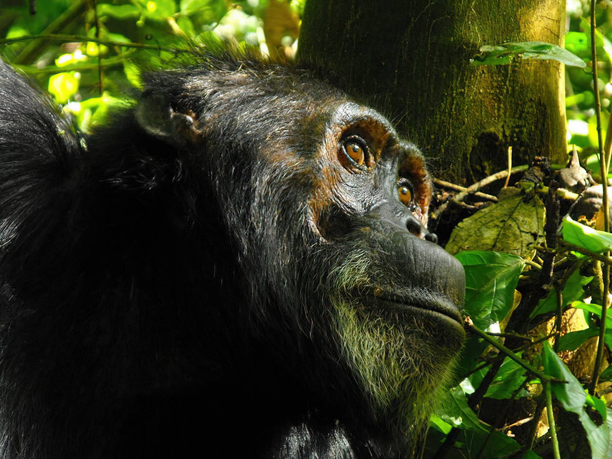 Rubondo_Island_National_Park_Chimp_17