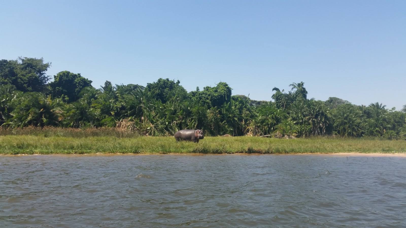 Rubondo_Island_National_Park_Hippo_10