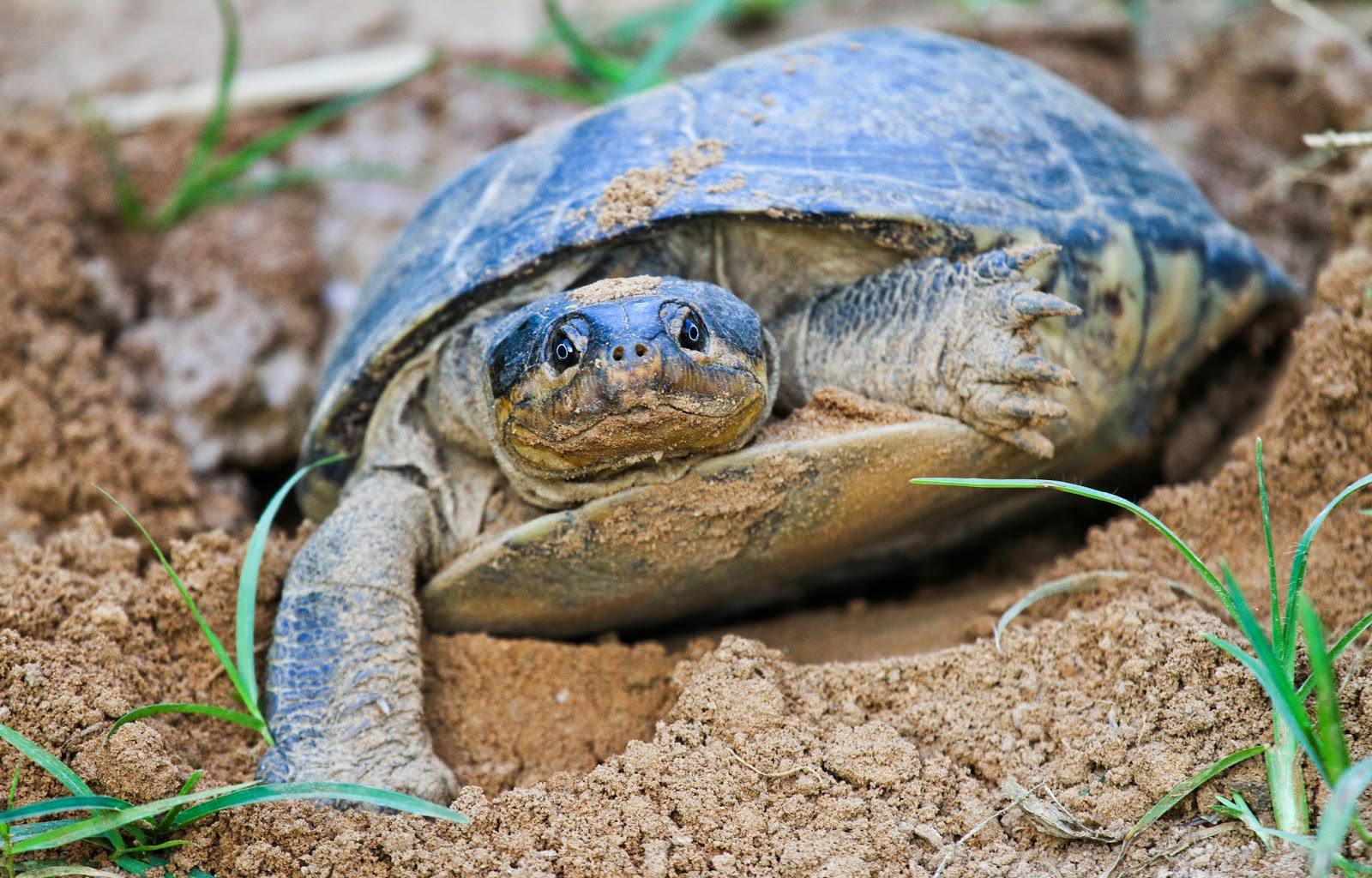 Rubondo_Island_National_Park_Sea_Turtle_32