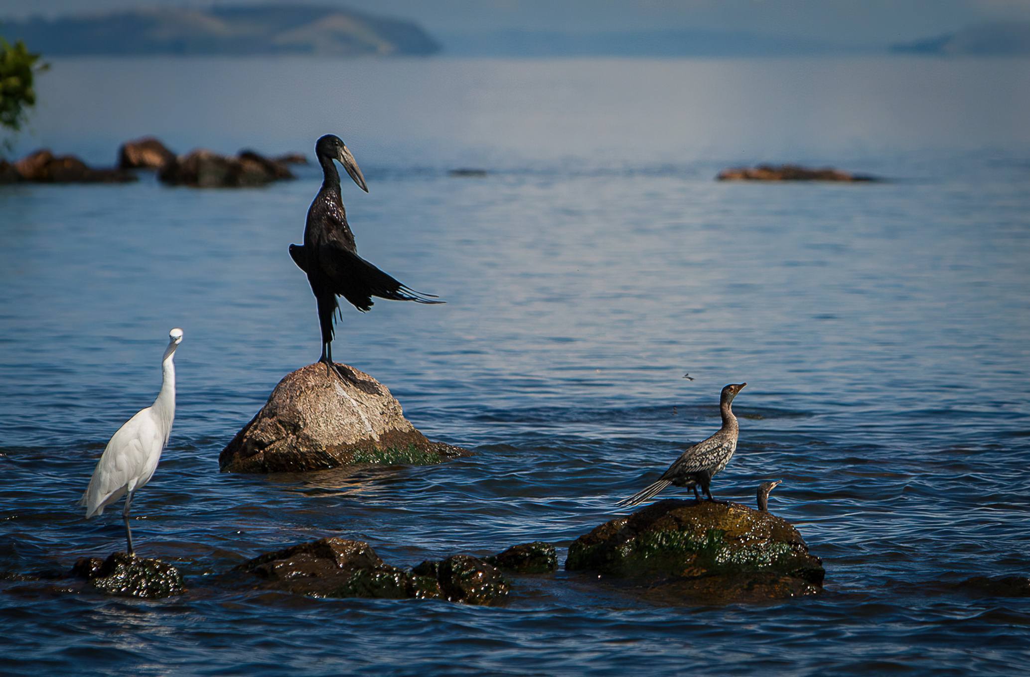 Rubondo_Island_National_Park_x_25