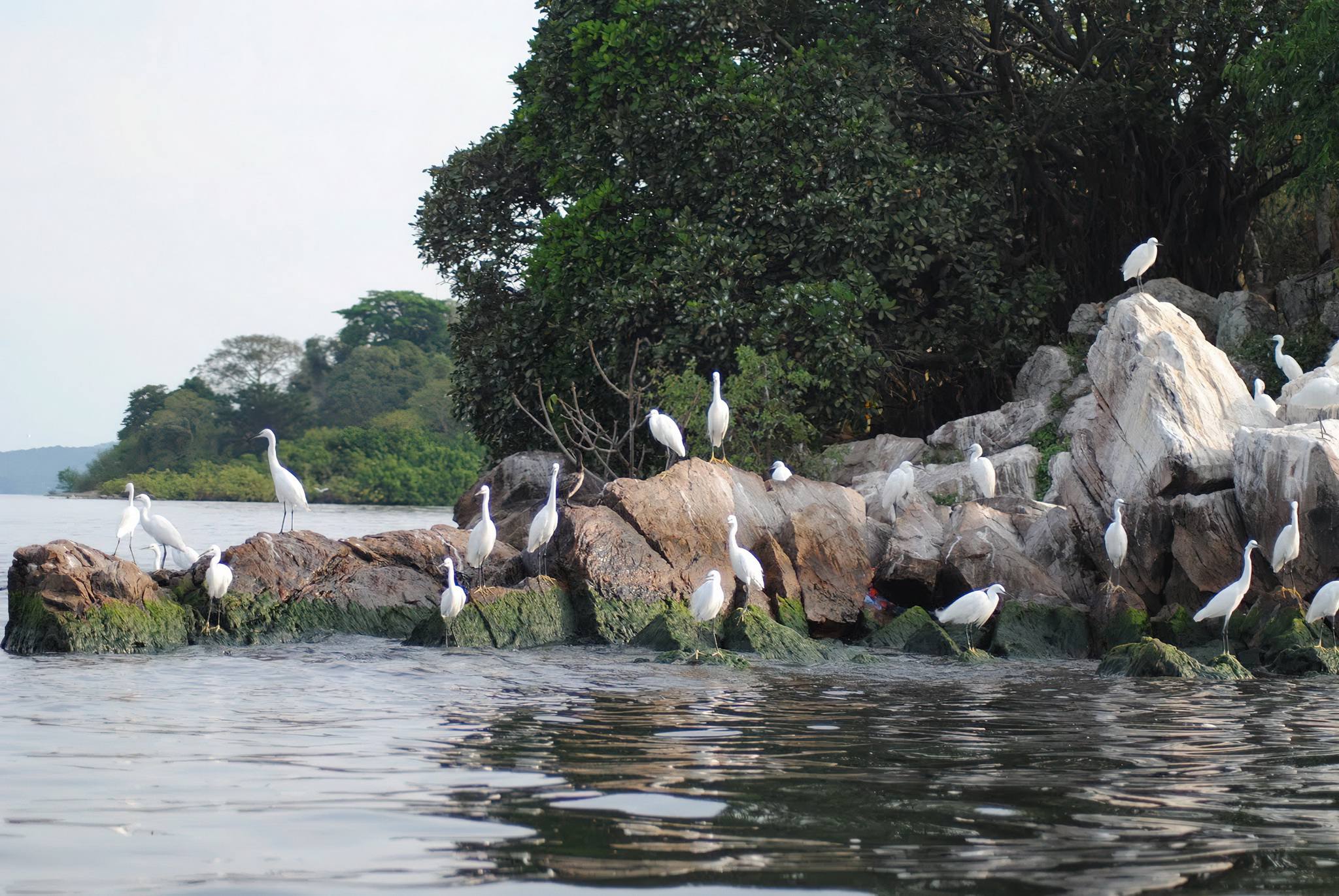 Rubondo_Island_National_Park_x_32