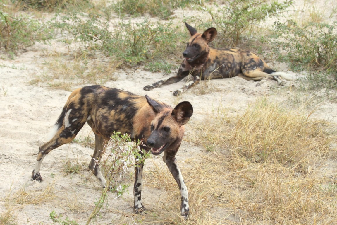 Selous-Game-Reserve-2