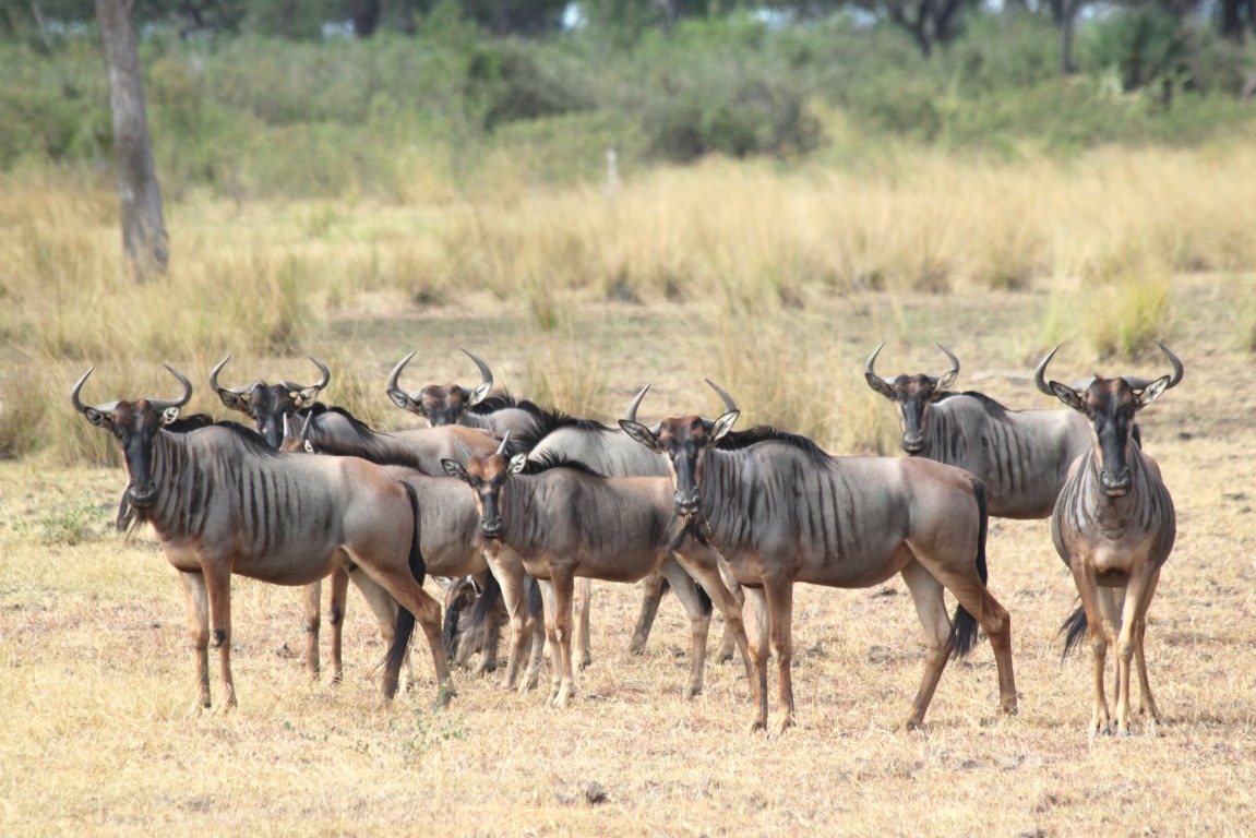 Selous-Game-Reserve-3