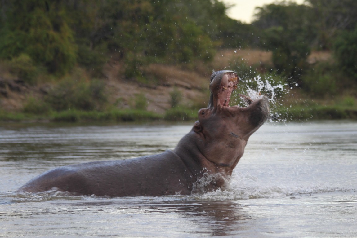 Selous-Game-Reserve-5