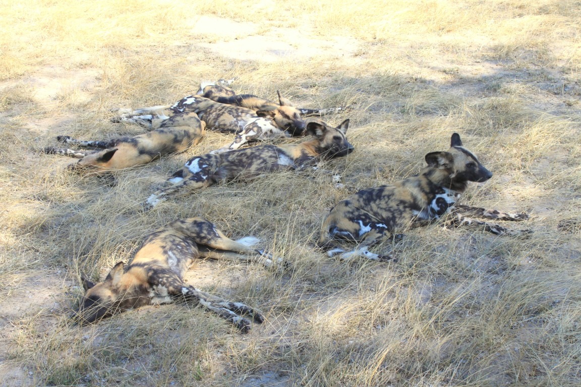 Selous-Game-Reserve-6