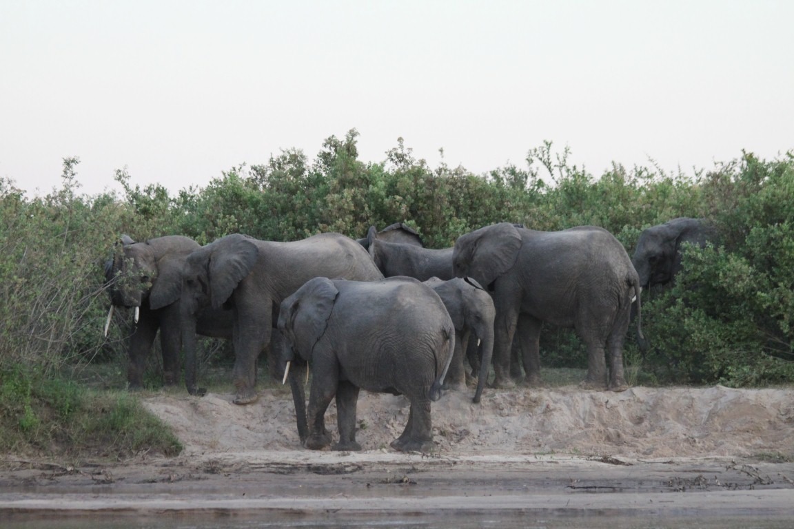 Selous-Game-Reserve-7