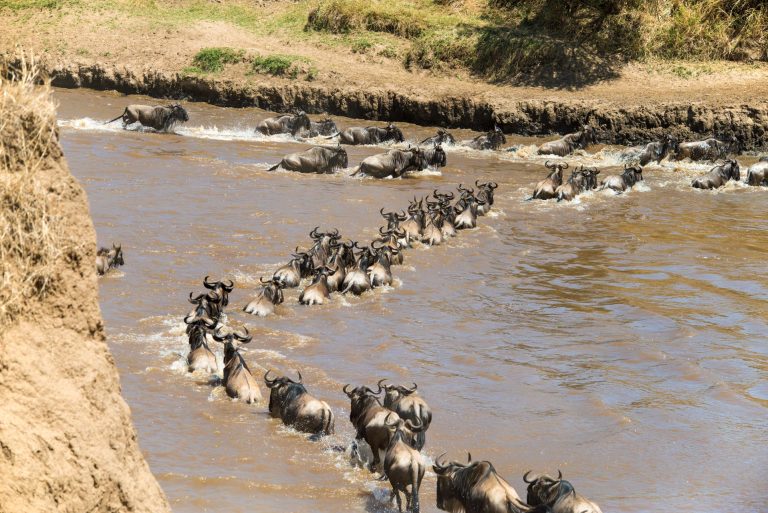 Serengeti-Migration-Safari-6