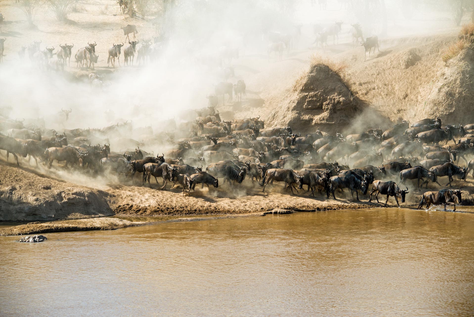 Serengeti-Migration-Safari-7