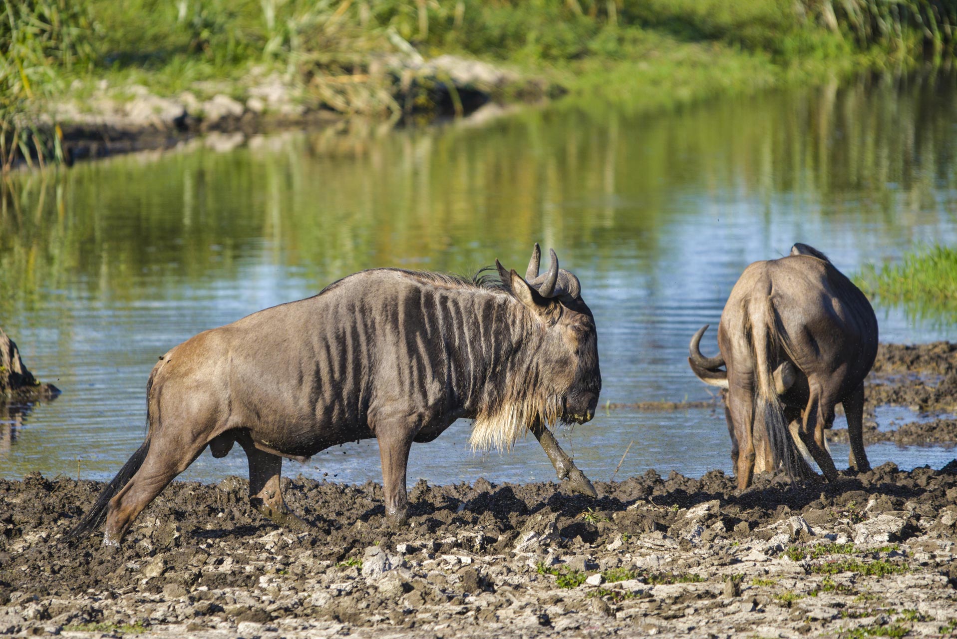 Tanzania-Safari-Tours-6