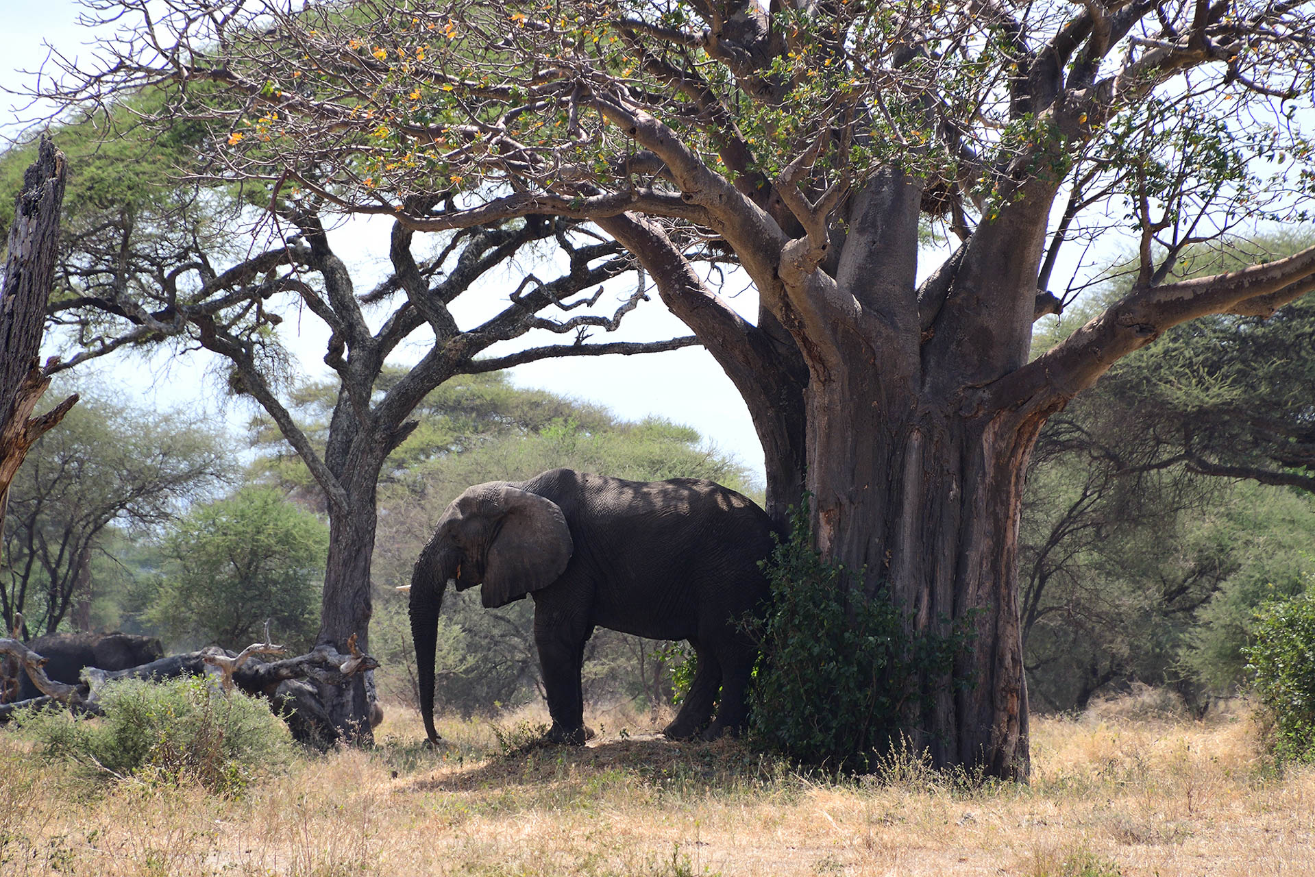 Tanzania Safari With Soul Retreat (14)