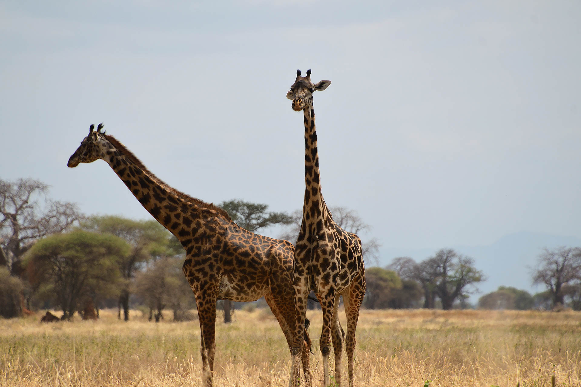 Mikumi National Park