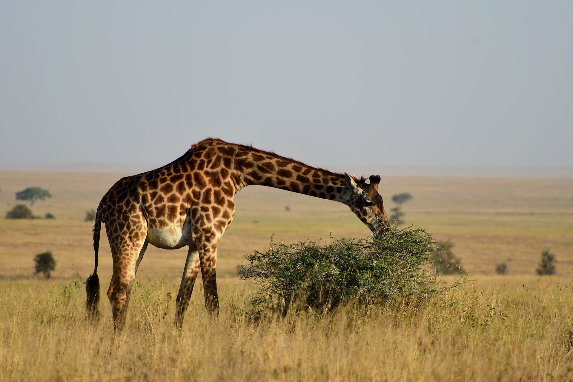 Tanzania Safari With Soul Retreat (20)