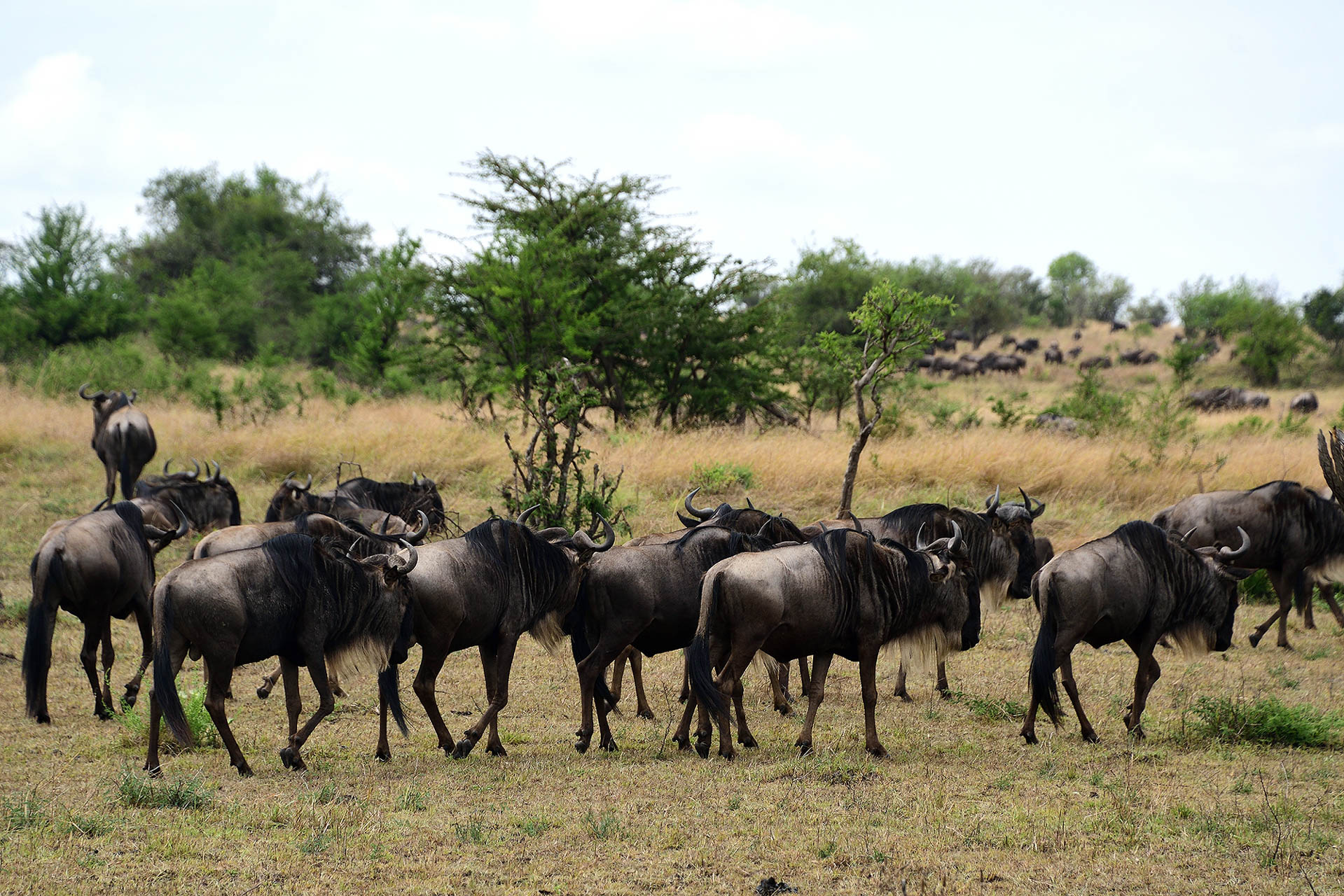 Tanzania Safari With Soul Retreat (26)