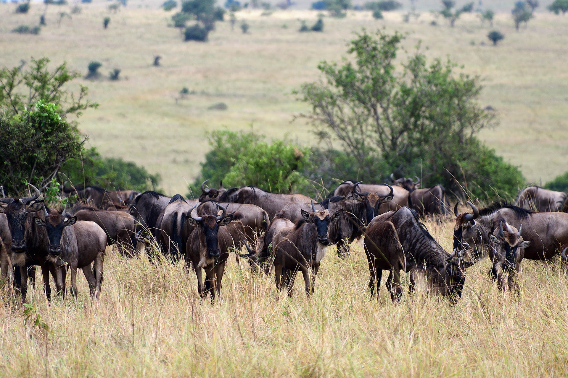 Tanzania Safari With Soul Retreat (29)