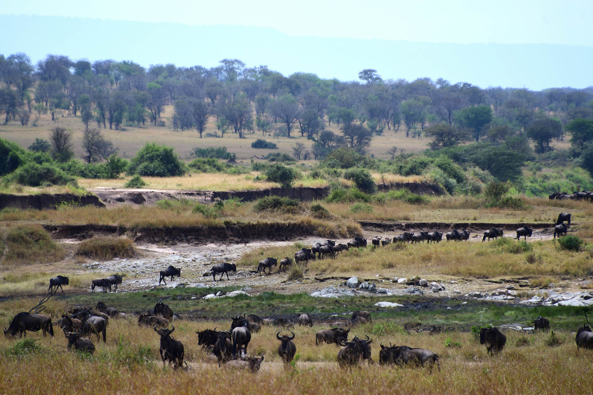 Tanzania Safari With Soul Retreat (31)