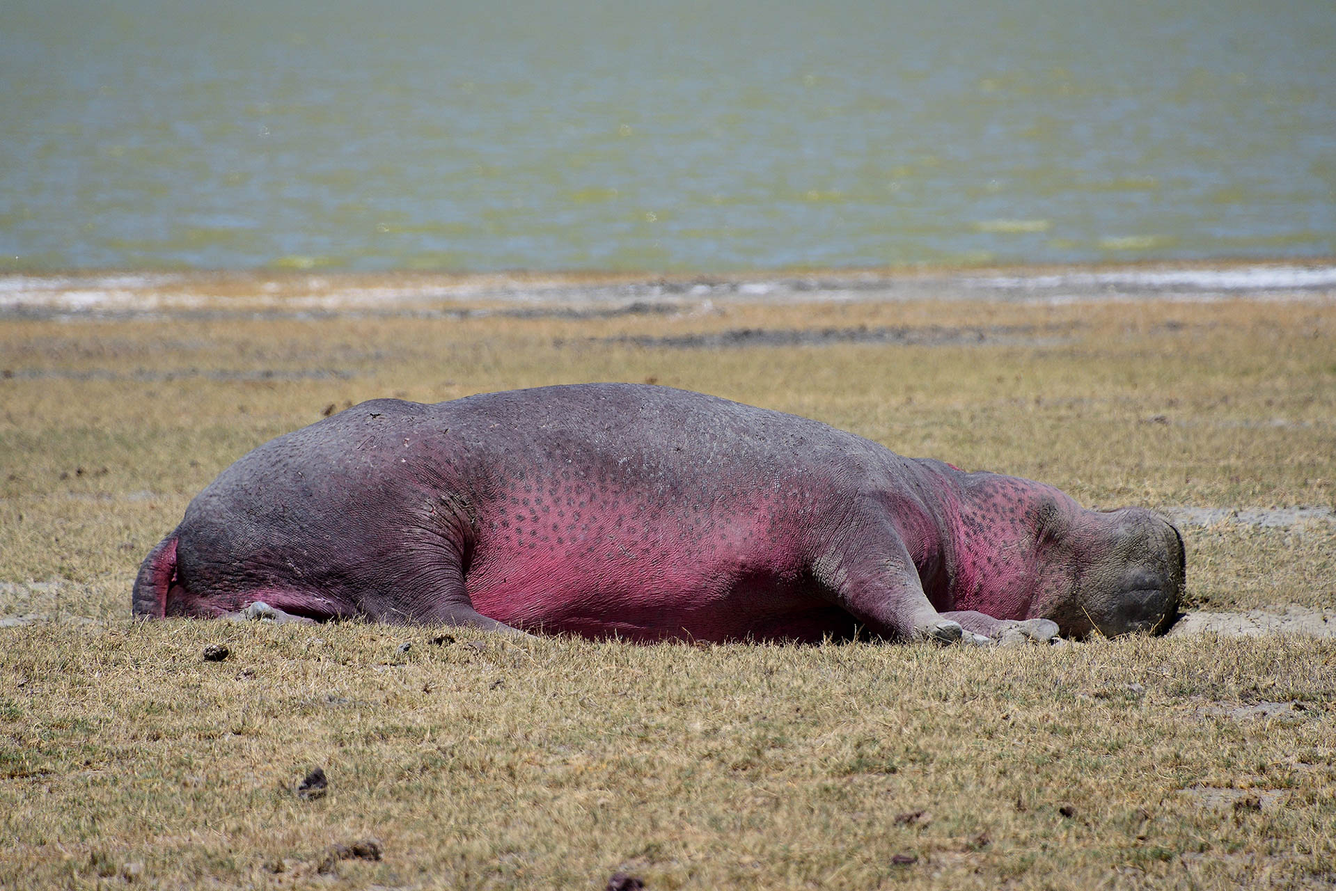 Tanzania Safari With Soul Retreat (5)