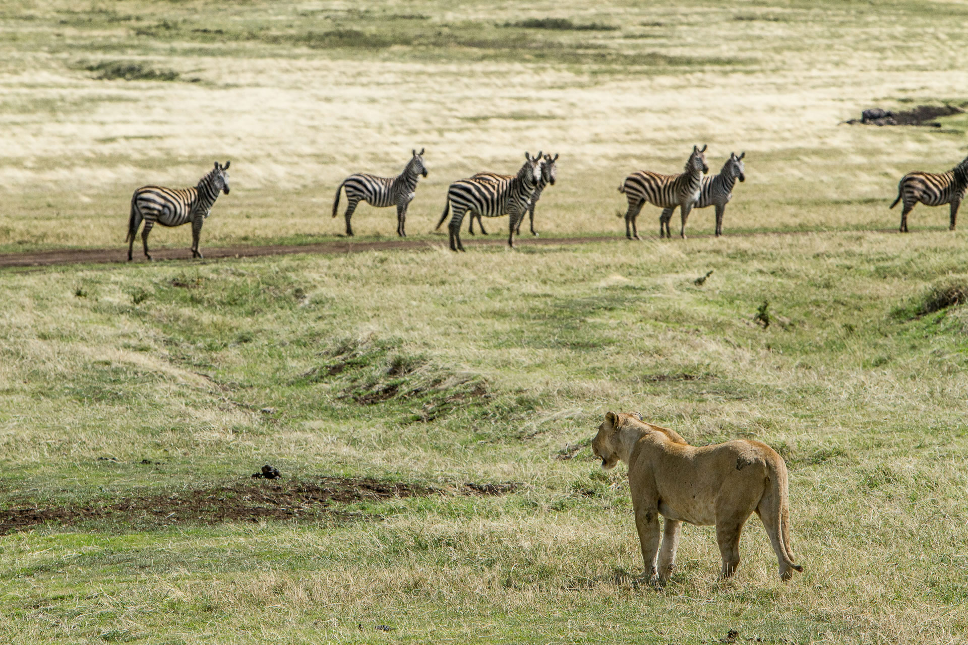 Tanzania Safari With Soul Retreat Tours (1)