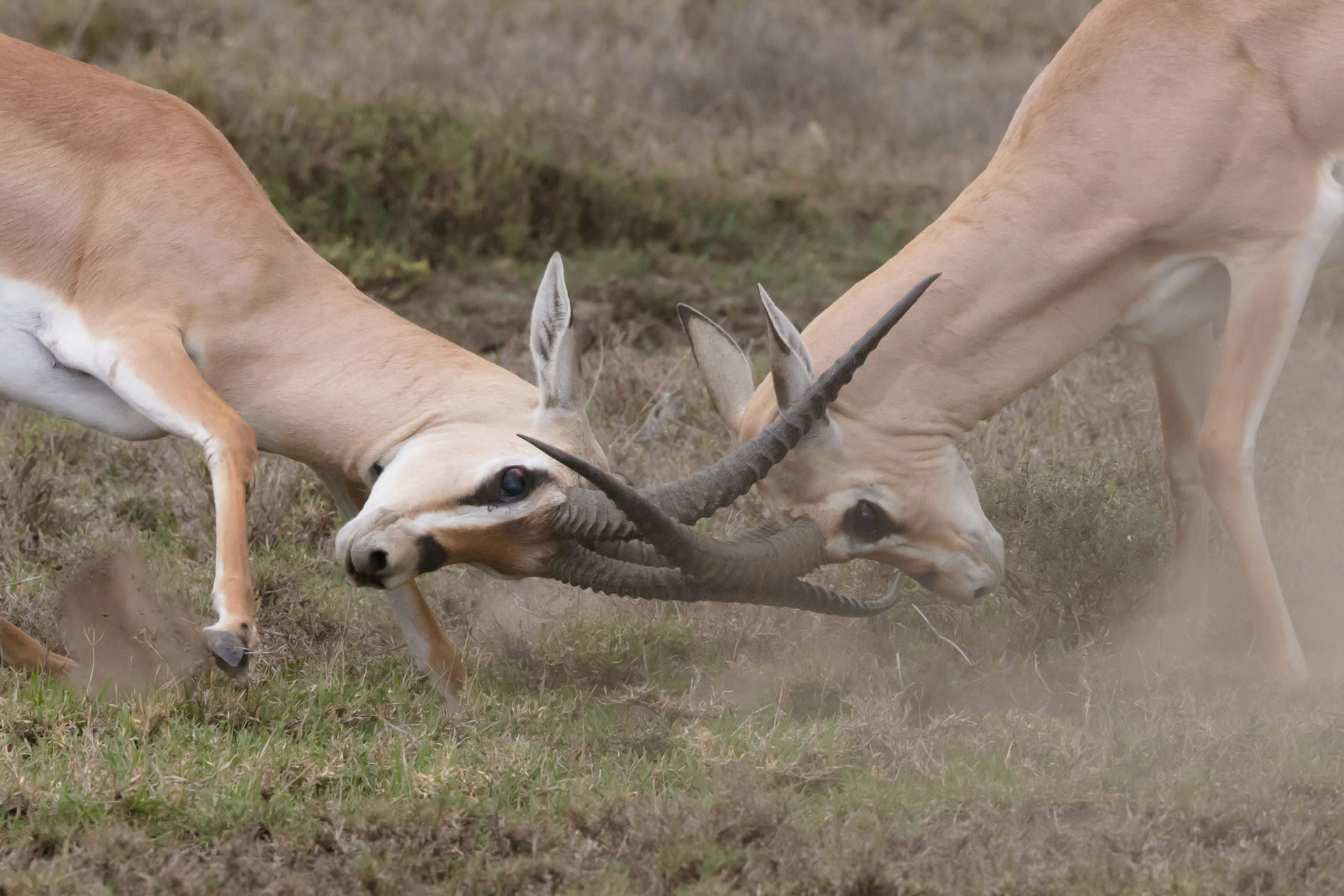 Ngorongoro Crater