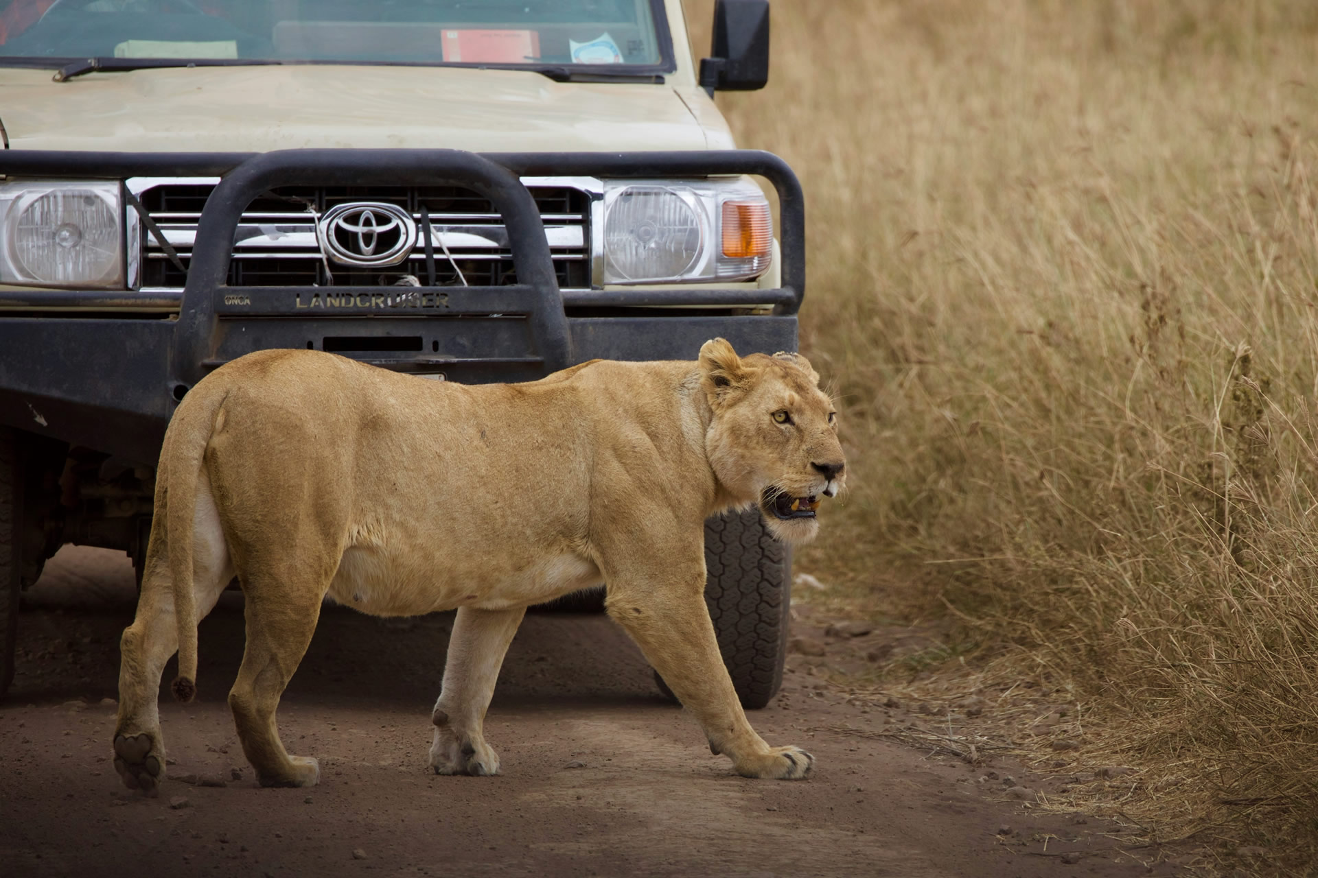 Tanzania Safari With Soul Retreat Tours (16)