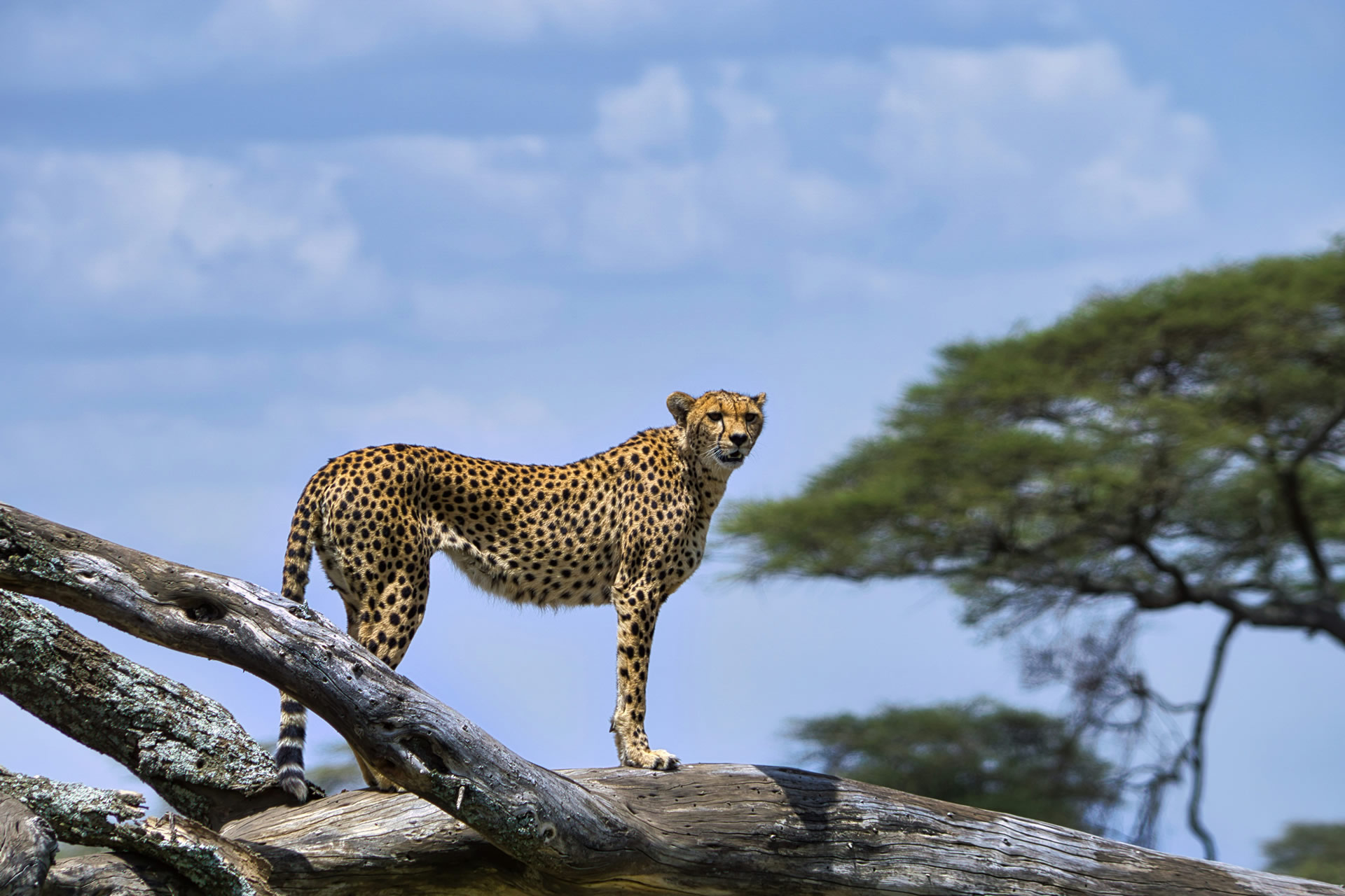 Tanzania Safari With Soul Retreat Tours (24)