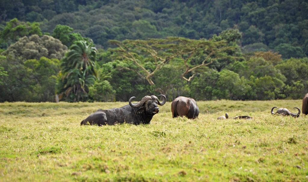 arusha-national-park-day-trip-buffalo-thumb-1024x605