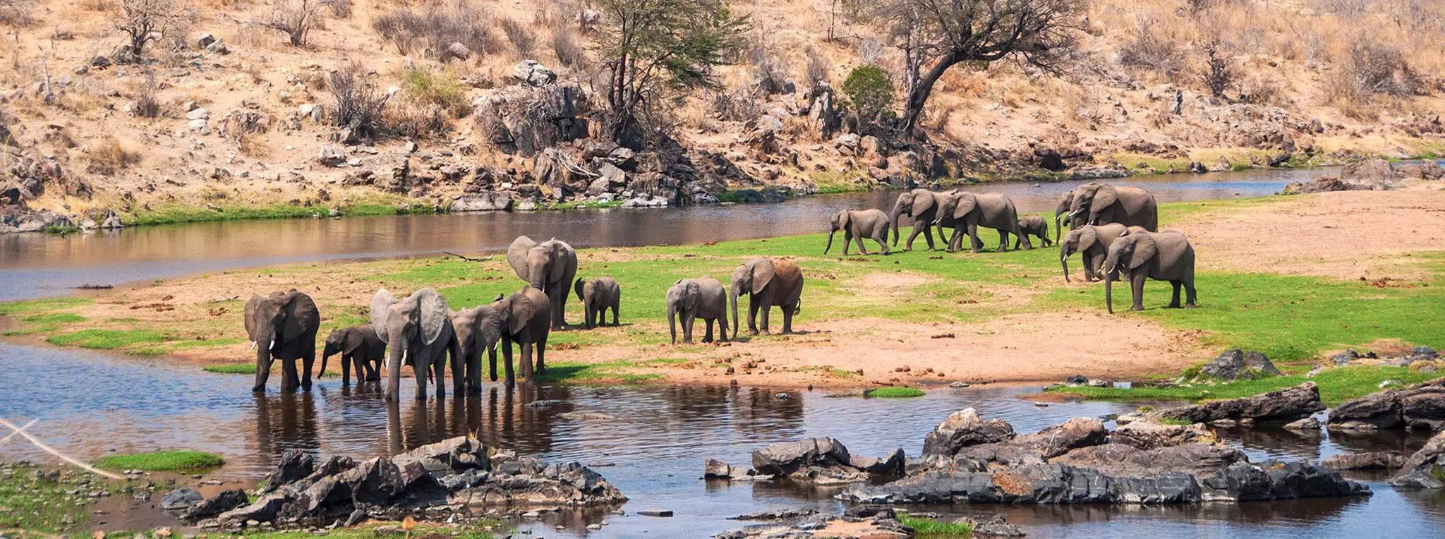 elephant-herd-ruaha-national-park-1