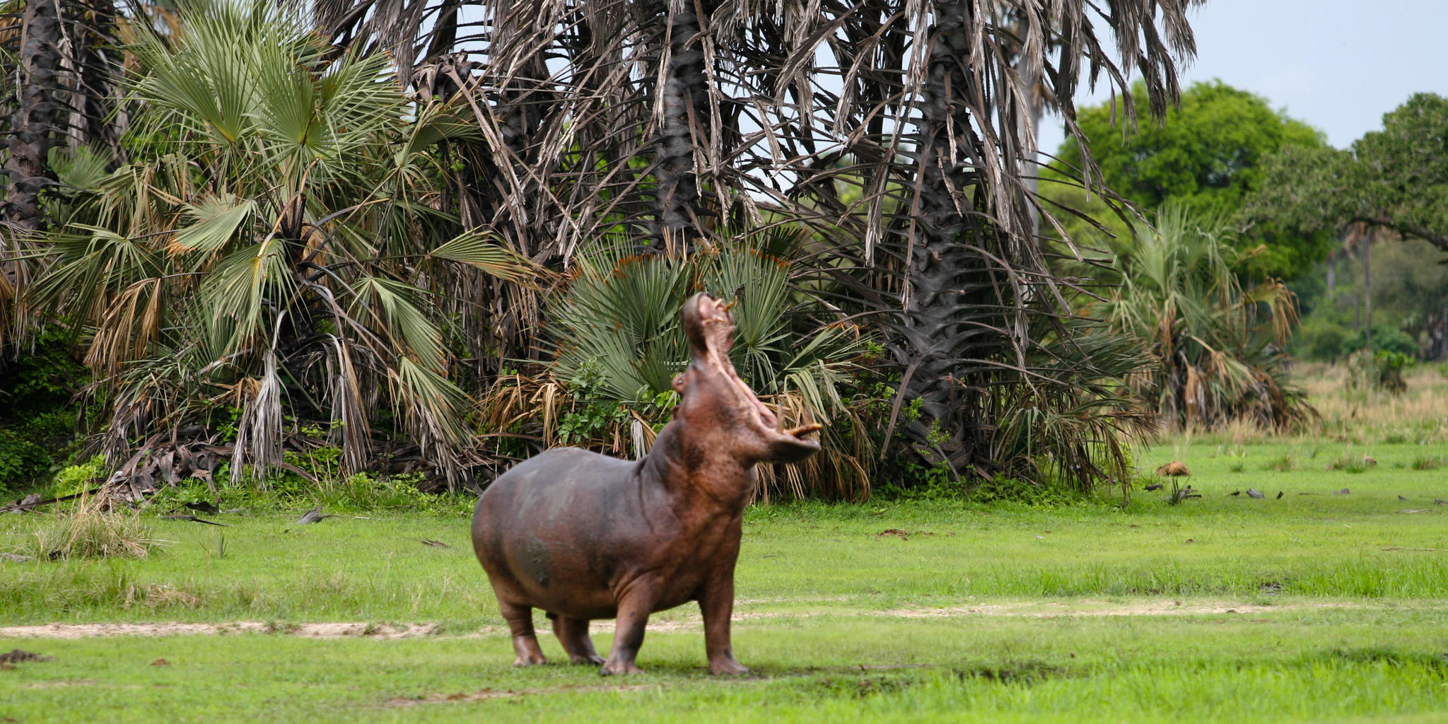 hippo-mbali-mbali-katavi-tanzania