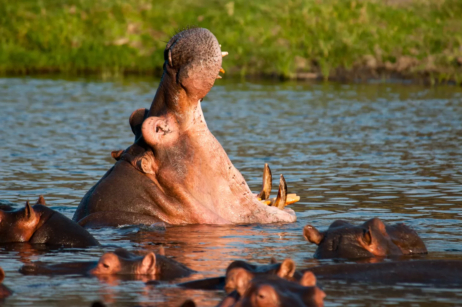 Katavi National Park