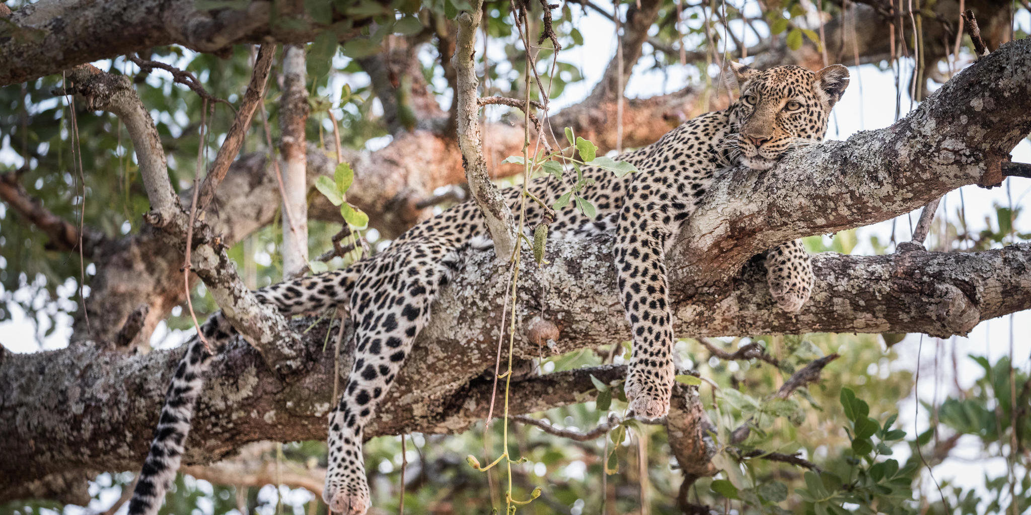 leopard-chada-katavi-tanzania