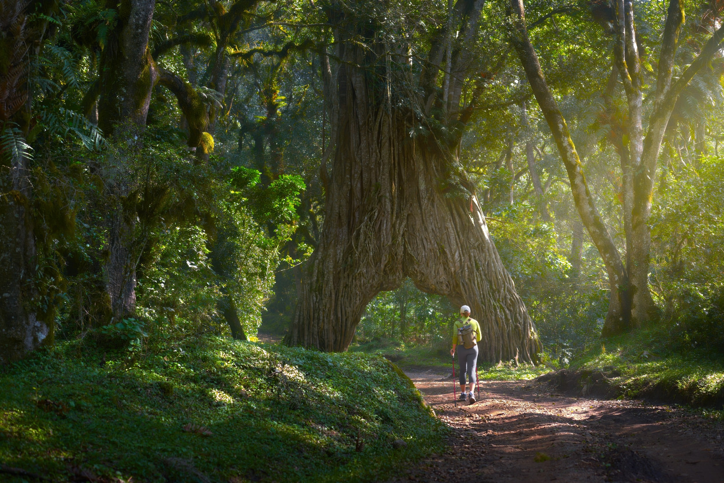 walking-past-the-fig-tree-arch-in-arusha-national-park-easy-travel-tanzania