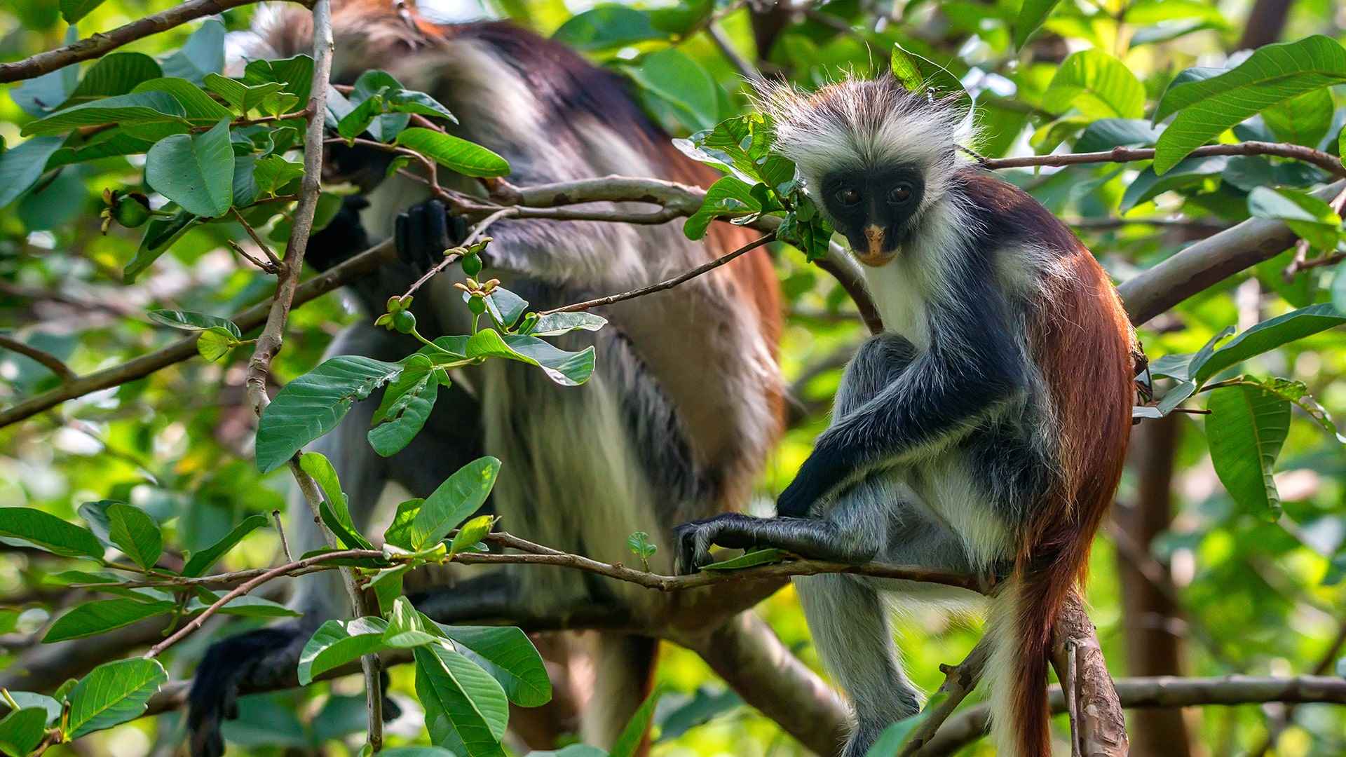 Red Monkey Forest & Mangroves_